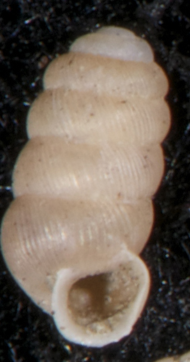 Truncatellina sp.